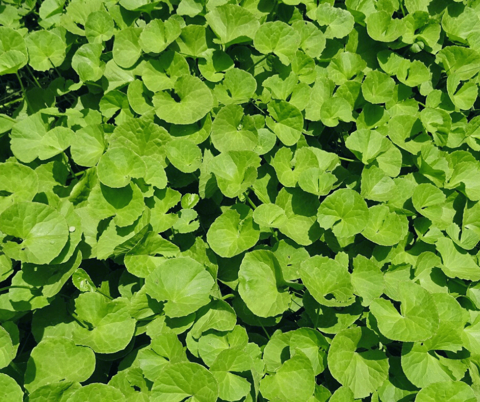 La centella asiática: 3.000 años de historia - KOEN JAPAN BEAUTY