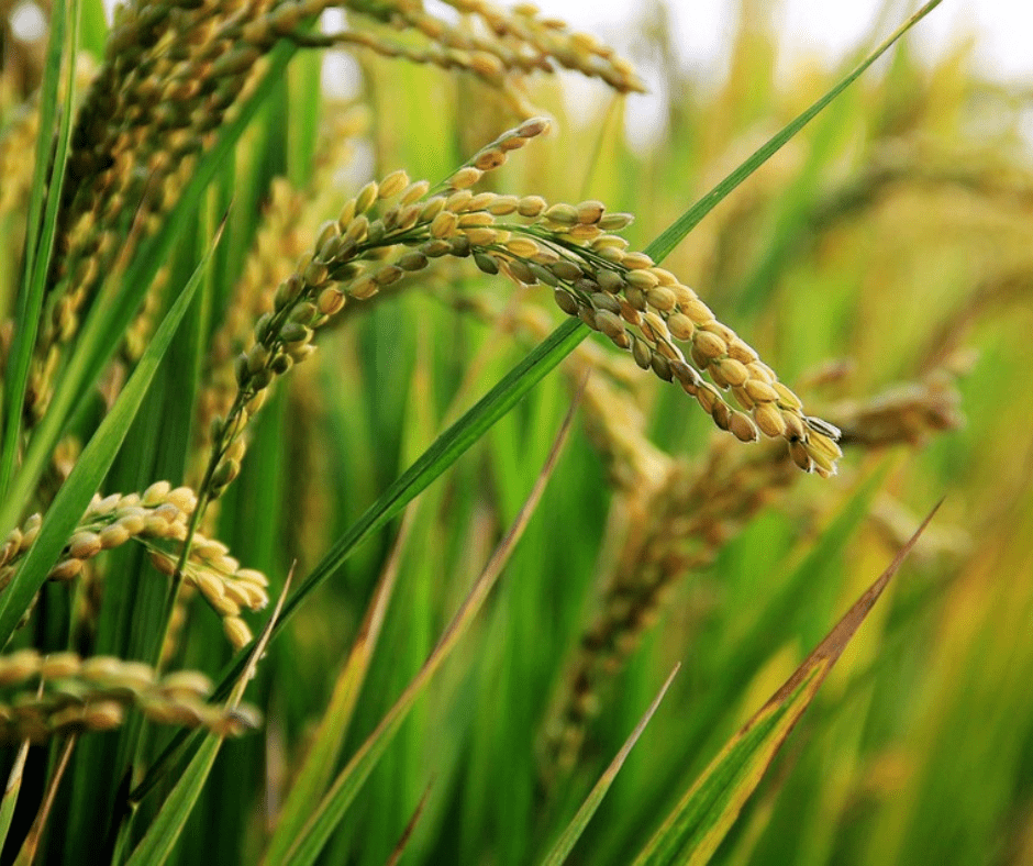 El arroz: más que un simple alimento - KOEN JAPAN BEAUTY