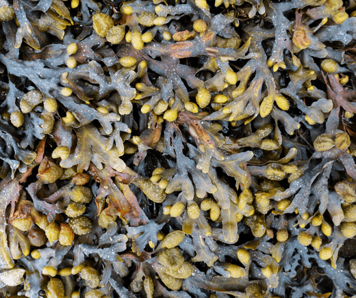 Alga fucus: la super alga estimulante - KOEN JAPAN BEAUTY