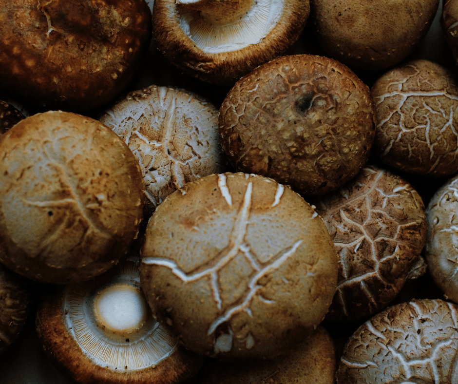 Actifcol: extracto de hongo shiitake - KOEN JAPAN BEAUTY