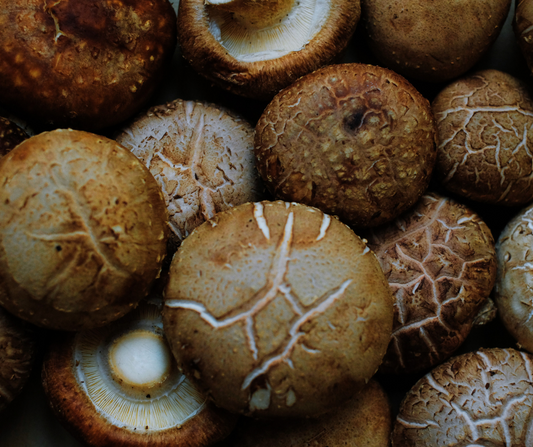 Actifcol: extracto de hongo shiitake