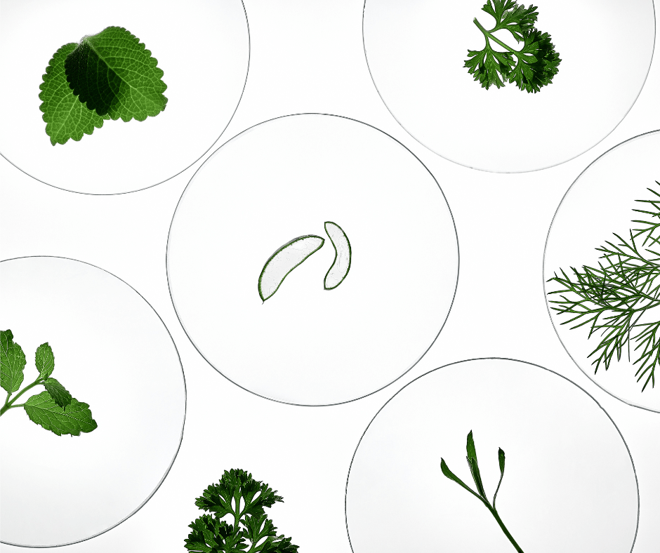 TOP 5 de ingredientes antioxidantes japoneses - KOEN JAPAN BEAUTY