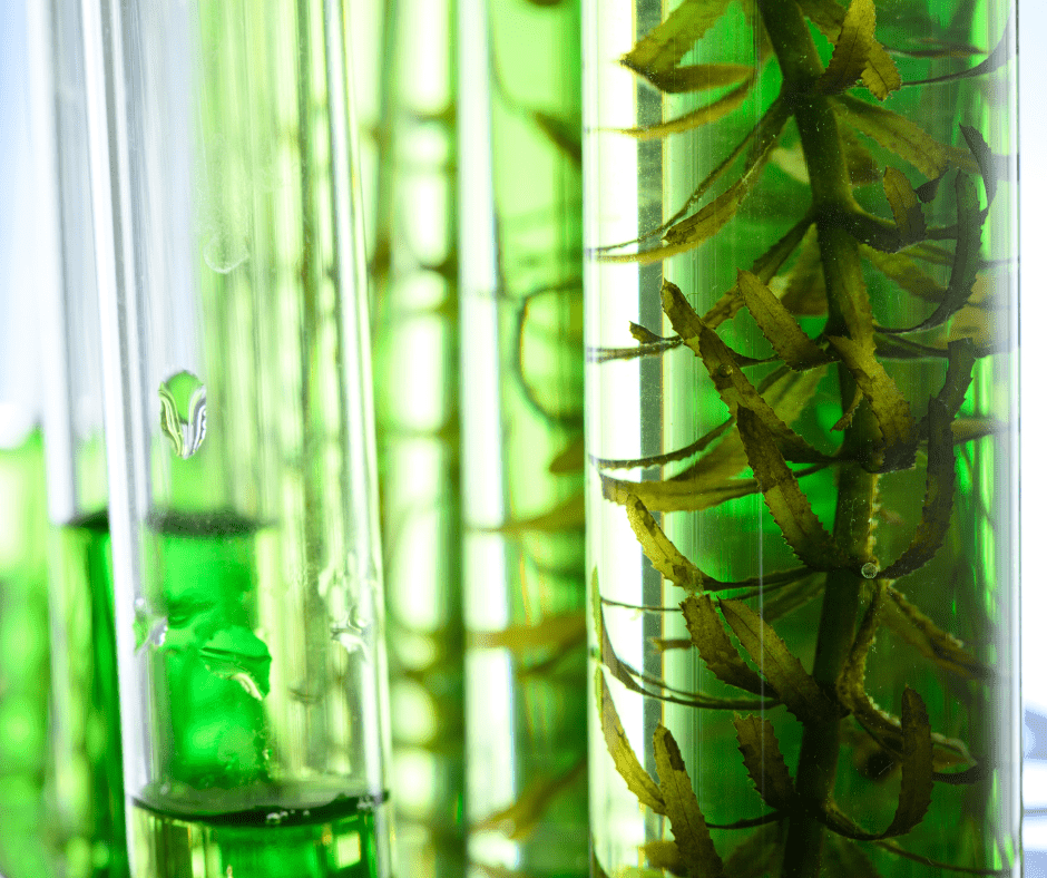 Hyadisine®: La Alternativa Marina al Ácido Hialurónico - KOEN JAPAN BEAUTY