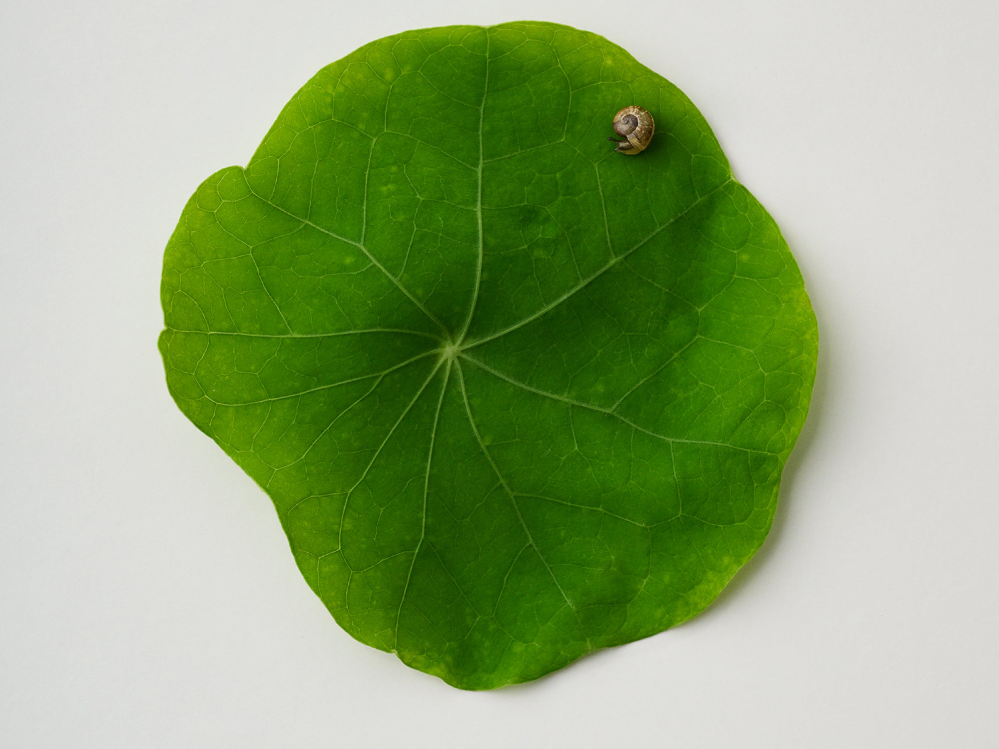 HITO | Crema ligera pieles grasas/mixtas - KOEN JAPAN BEAUTY